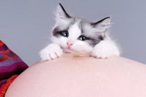 женская беременность и кошка в доме